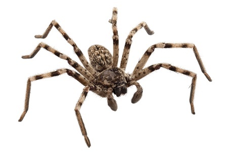 wolf spider removal